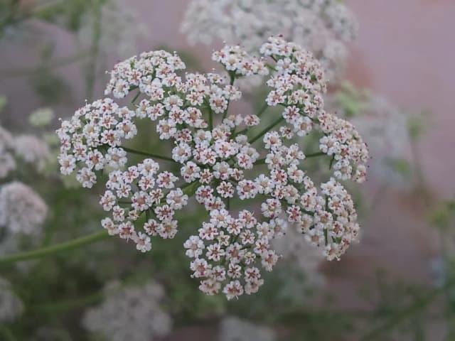 TRACHYSPERMUM AMMI SEED EXTRACT 대표 사진