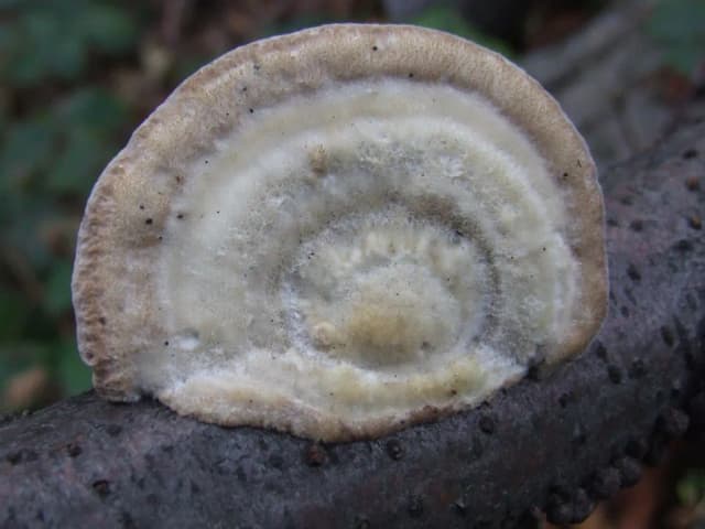 TRAMETES HIRSUTA EXTRACT 대표 사진