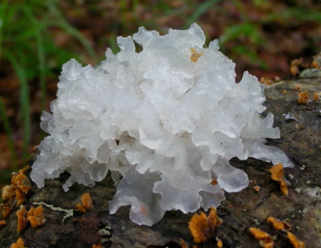 TREMELLA FUCIFORMIS FRUITING BODY EXTRACT 대표 사진