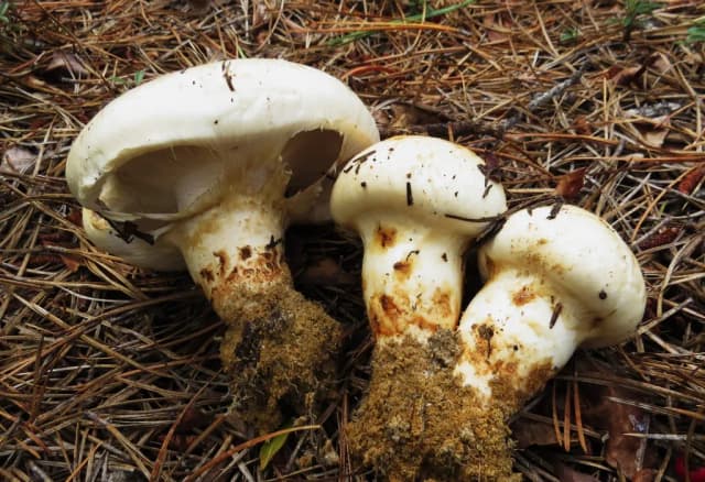 TRICHOLOMA MAGNIVELARE EXTRACT 대표 사진