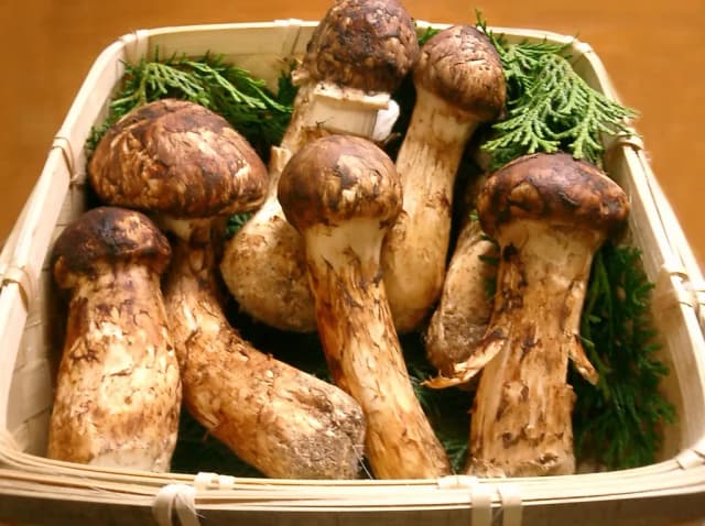 TRICHOLOMA MATSUTAKE MYCELIUM FERMENT EXTRACT 대표 사진