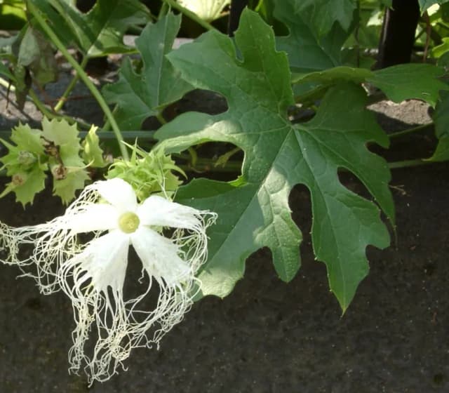 TRICHOSANTHES KIRILOWII FRUIT EXTRACT 대표 사진