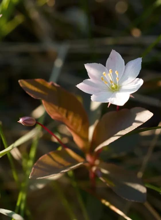 TRIENTALIS EUROPAEA FLOWER EXTRACT 대표 사진