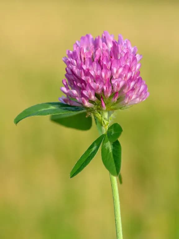 TRIFOLIUM PRATENSE FLOWER/LEAF/STEM WATER 대표 사진