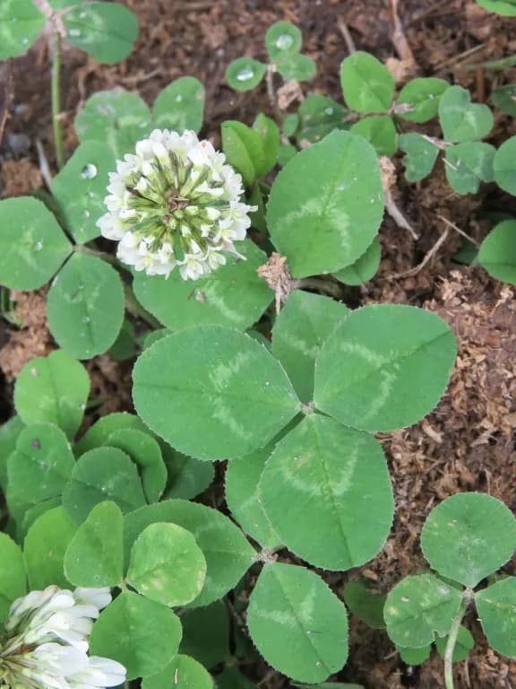 TRIFOLIUM REPENS SPROUT EXTRACT 대표 사진