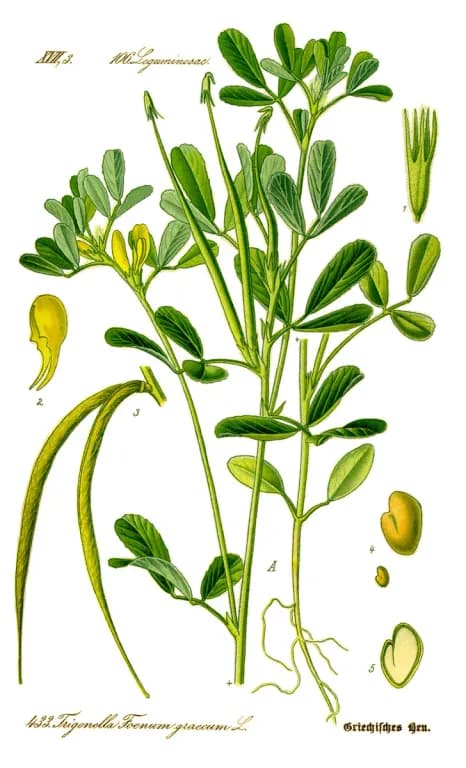 TRIGONELLA FOENUM-GRAECUM SPROUT JUICE 대표 사진