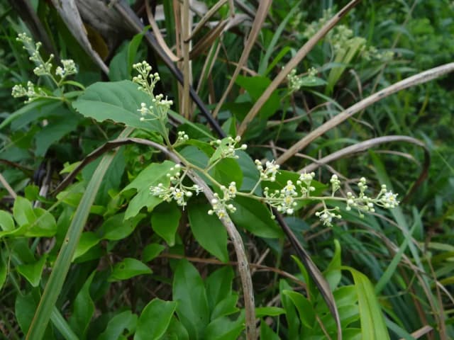 TRIPTERYGIUM WILFORDII ROOT EXTRACT 대표 사진