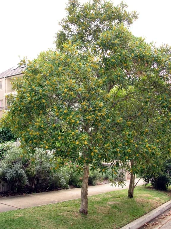 TRISTANIOPSIS LAURINA LEAF EXTRACT 대표 사진