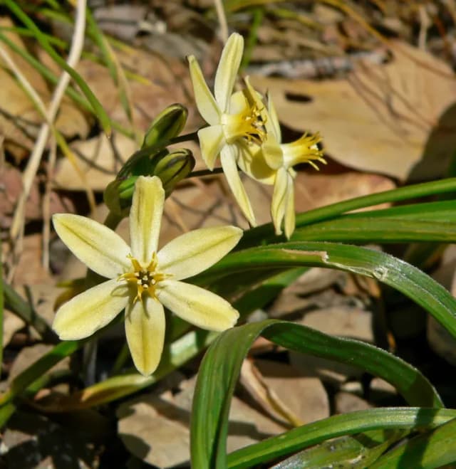TRITELEIA IXIOIDES FLOWER EXTRACT 대표 사진