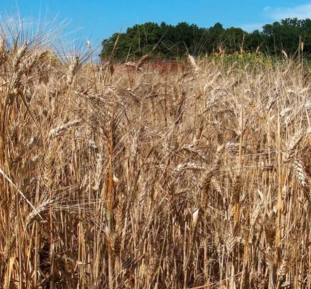 TRITICUM DURUM GERM OIL 대표 사진