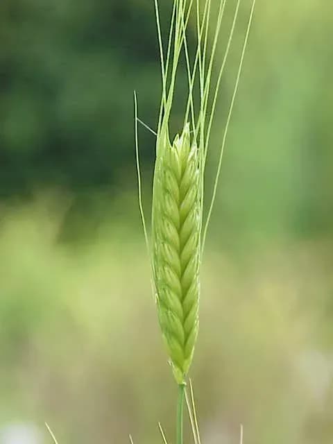 TRITICUM MONOCOCCUM SEED EXTRACT 대표 사진
