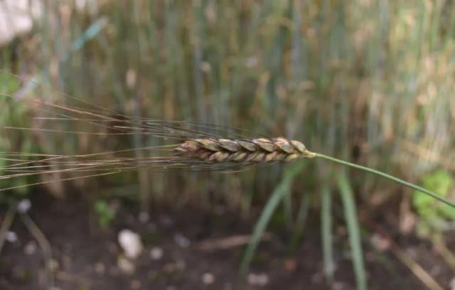TRITICUM TURGIDUM EMMER WATER 대표 사진