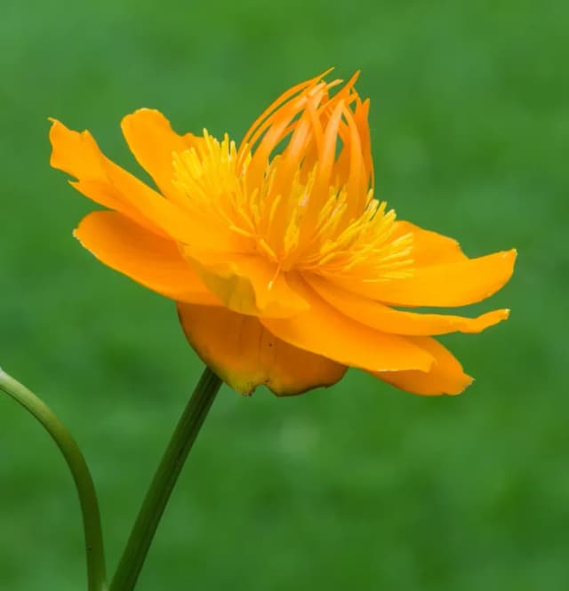 TROLLIUS CHINENSIS FLOWER EXTRACT 대표 사진