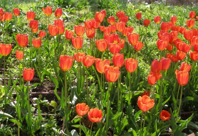 TULIPA GESNERIANA PHYTOPLACENTA EXTRACT 대표 사진