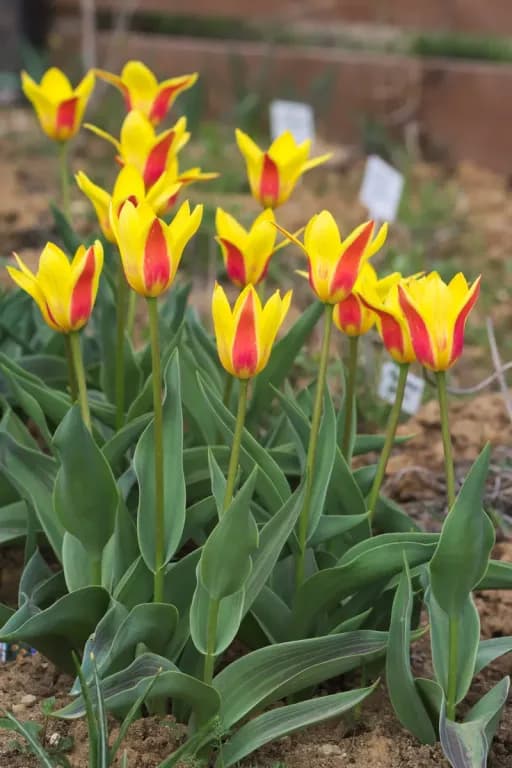 TULIPA KAUFMANNIANA BULB EXTRACT 대표 사진