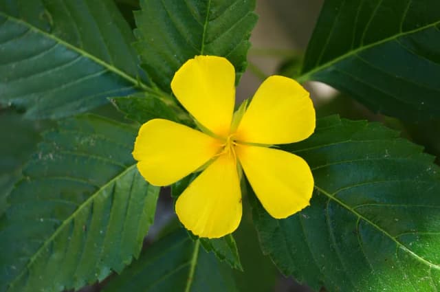 TURNERA ULMIFOLIA FLOWER/SEED FERMENT OIL 대표 사진