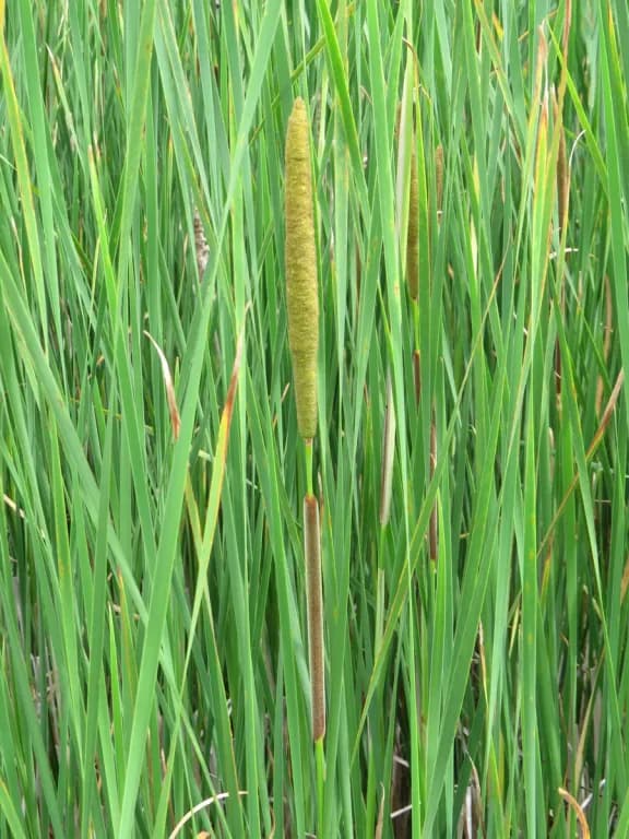 TYPHA ANGUSTIFOLIA SPIKE EXTRACT 대표 사진