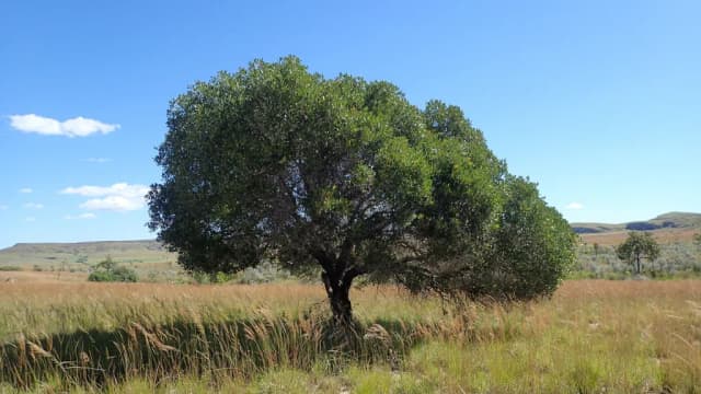 UAPACA BOJERI LEAF EXTRACT 대표 사진