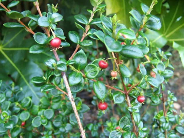 UGNI MOLINAE LEAF EXTRACT 대표 사진