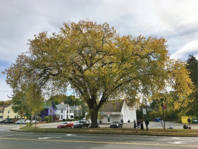 ULMUS AMERICANA FLOWER EXTRACT 대표 사진