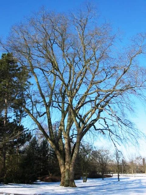 ULMUS CAMPESTRIS BARK EXTRACT 대표 사진