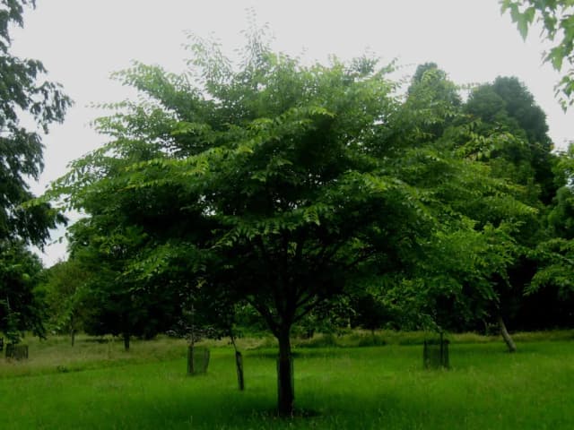 ULMUS DAVIDIANA BARK EXTRACT 대표 사진