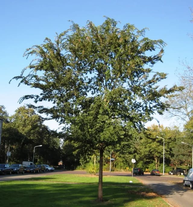 ULMUS PARVIFOLIA LEAF EXTRACT 대표 사진
