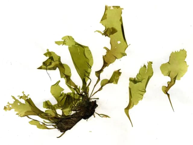 ULVA LINZA EXTRACT 대표 사진
