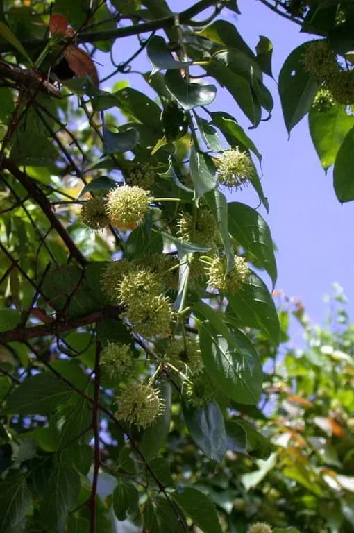 UNCARIA RHYNCHOPHYLLA EXTRACT 대표 사진