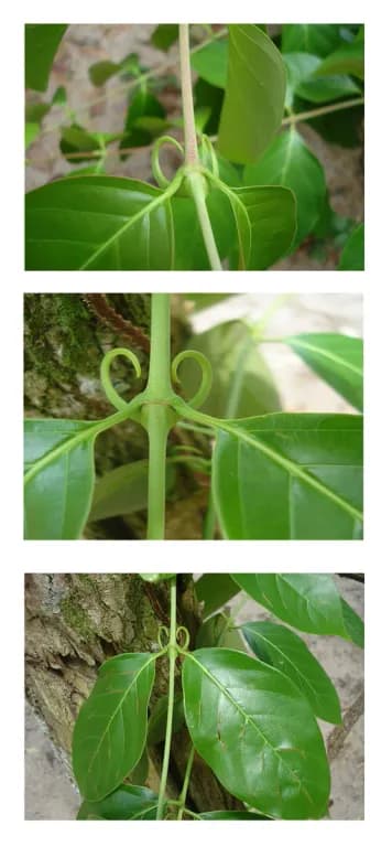 UNCARIA TOMENTOSA BARK POWDER 대표 사진