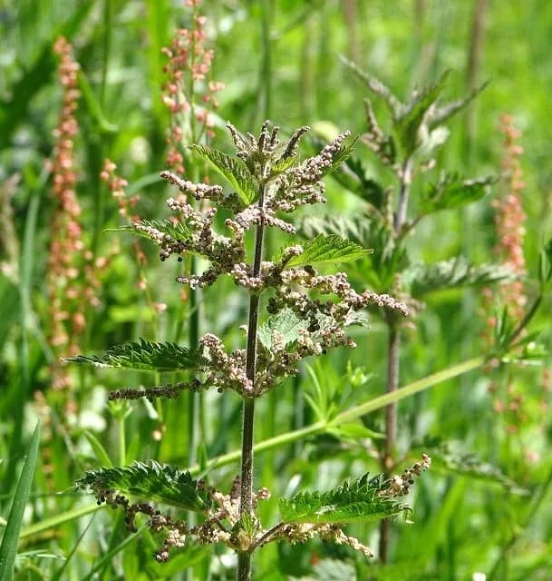 URTICA DIOICA LEAF POWDER 대표 사진