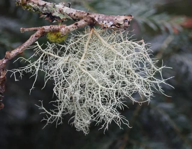 USNEA FILIPENDULA EXTRACT 대표 사진