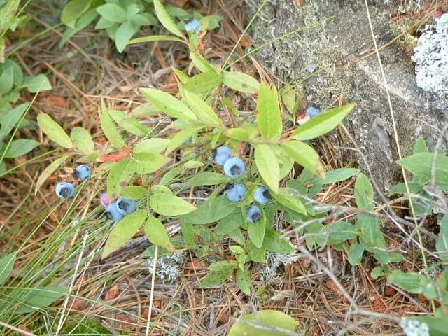 VACCINIUM ANGUSTIFOLIUM FRUIT VESICLES 대표 사진