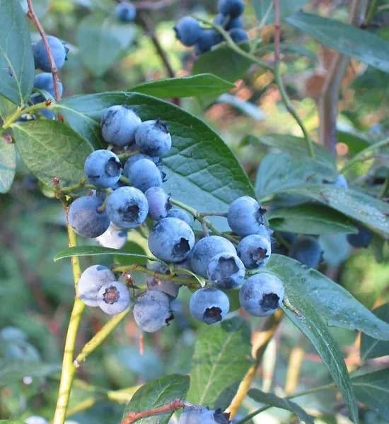 VACCINIUM CORYMBOSUM FRUIT EXTRACT 대표 사진