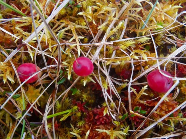 VACCINIUM MICROCARPUM FRUIT JUICE 대표 사진