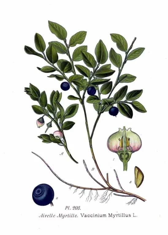 VACCINIUM MYRTILLUS SEED EXTRACT 대표 사진