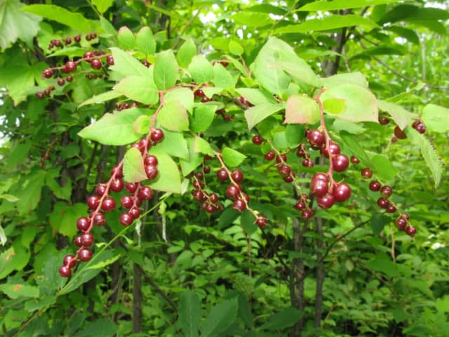 VACCINIUM OLDHAMII BRANCH/LEAF EXTRACT 대표 사진
