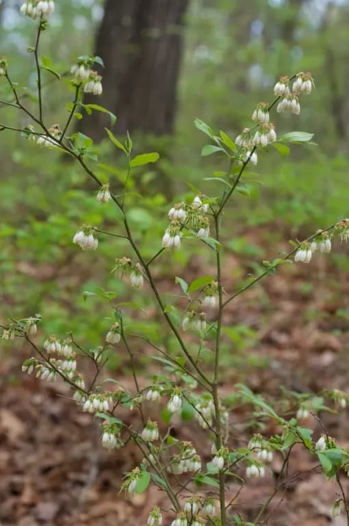 VACCINIUM VIRGATUM STEM EXTRACT 대표 사진