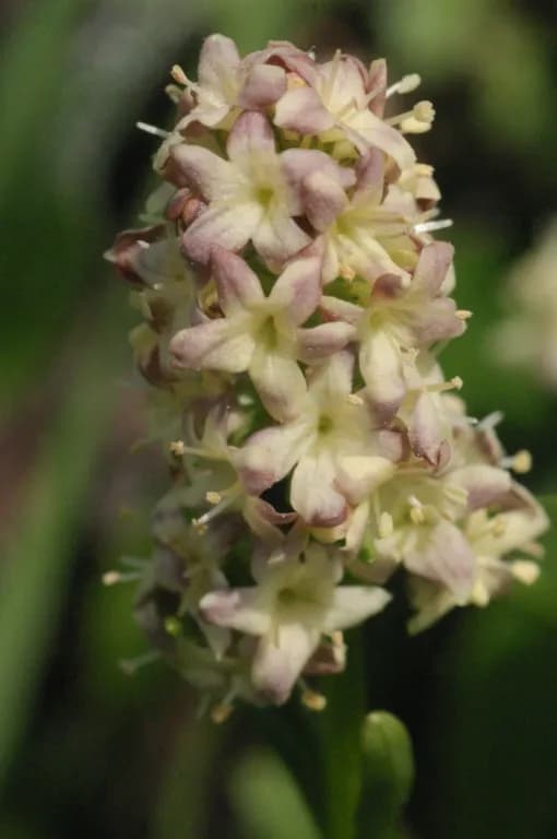 VALERIANA CELTICA CALLUS EXTRACT 대표 사진