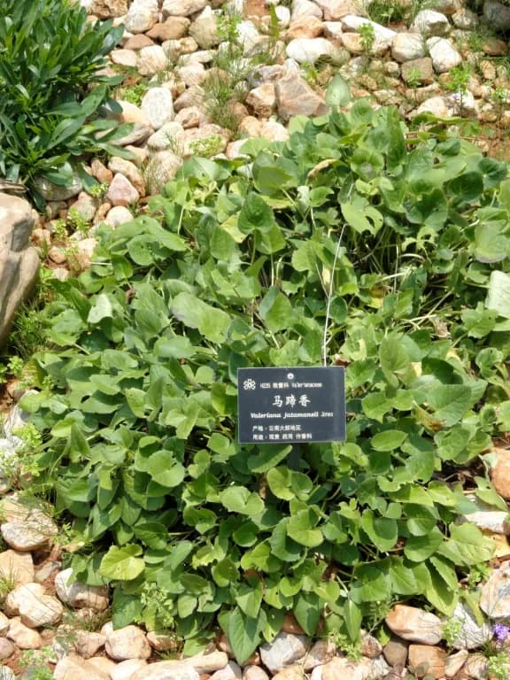 VALERIANA WALLICHII ROOT POWDER 대표 사진
