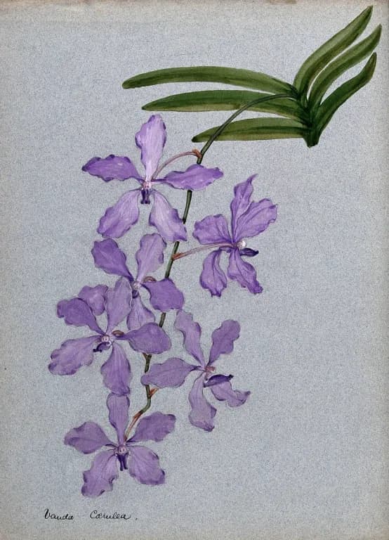 VANDA COERULEA FLOWER EXTRACT 대표 사진