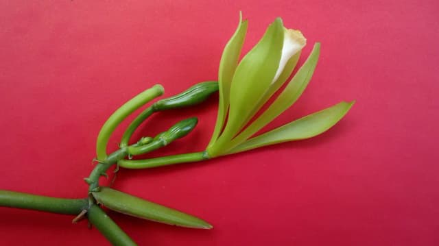 VANILLA BAHIANA FRUIT EXTRACT 대표 사진