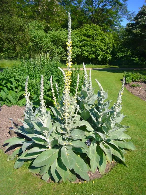 VERBASCUM DENSIFLORUM ROOT EXTRACT 대표 사진