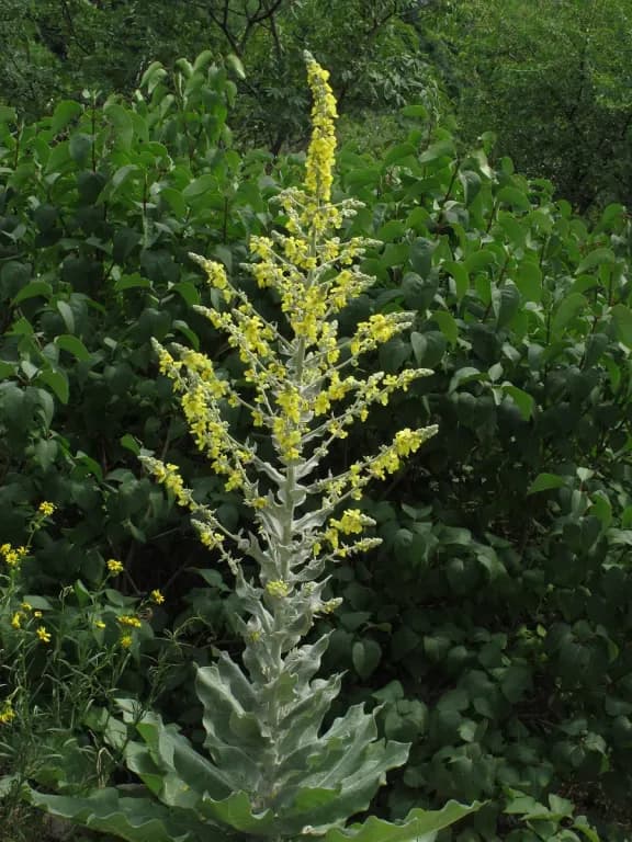 VERBASCUM PULVERULENTUM FLOWER/STEM EXTRACT 대표 사진