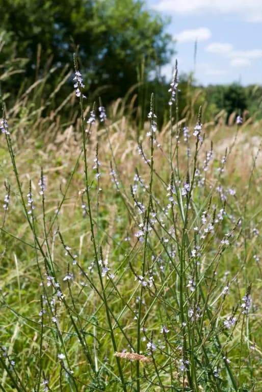 VERBENA OFFICINALIS WATER 대표 사진