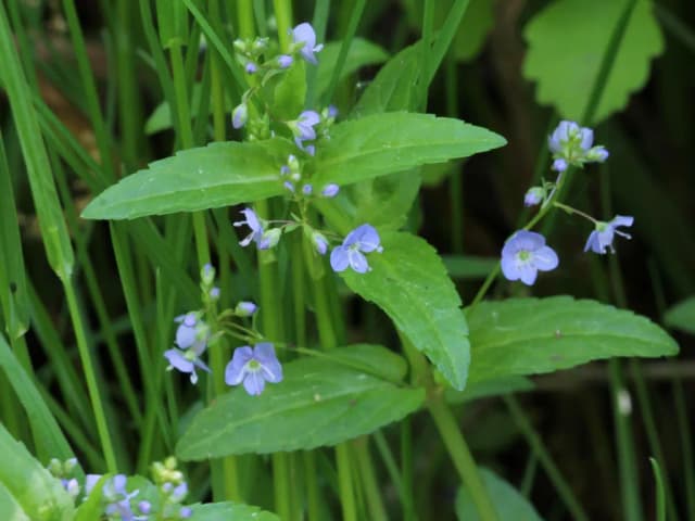 VERONICA AMERICANA FLOWER/LEAF/STEM EXTRACT 대표 사진
