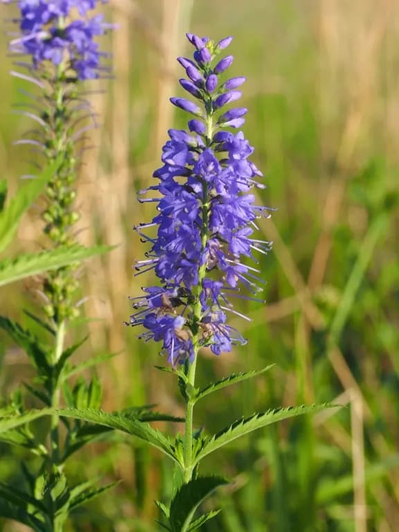 VERONICA LONGIFOLIA EXTRACT 대표 사진