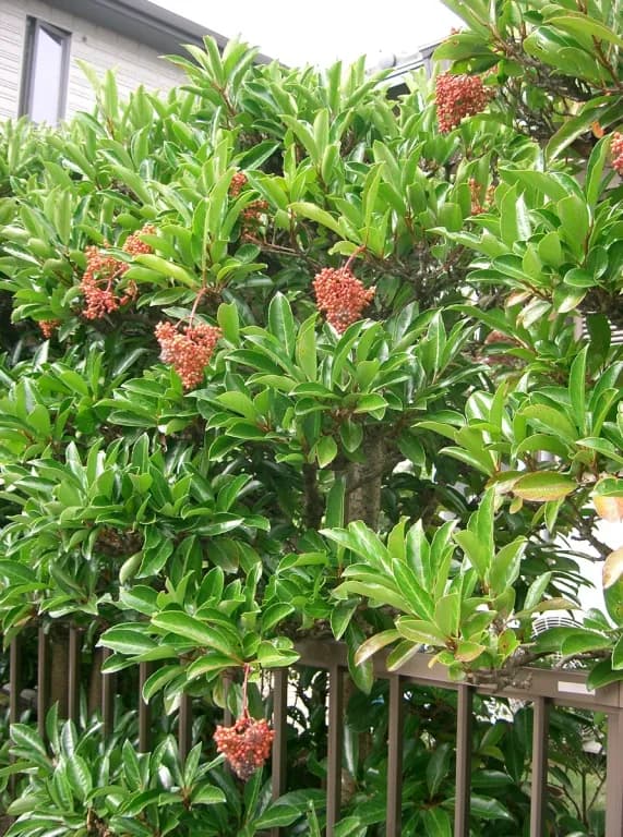 VIBURNUM AWABUKI LEAF EXTRACT 대표 사진