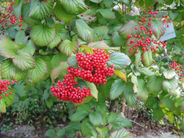 VIBURNUM DILATATUM LEAF/STEM EXTRACT 대표 사진