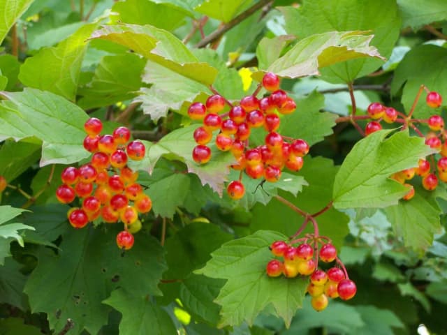 VIBURNUM OPULUS EXTRACT 대표 사진